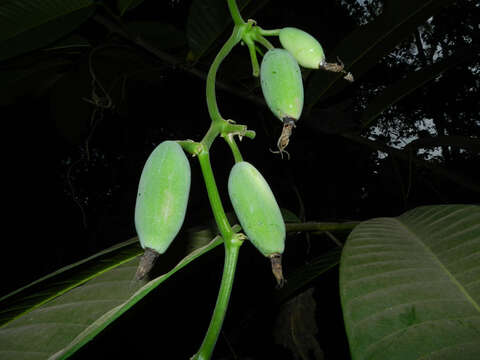 Image of Gurania makoyana (Lam.) Cogn.