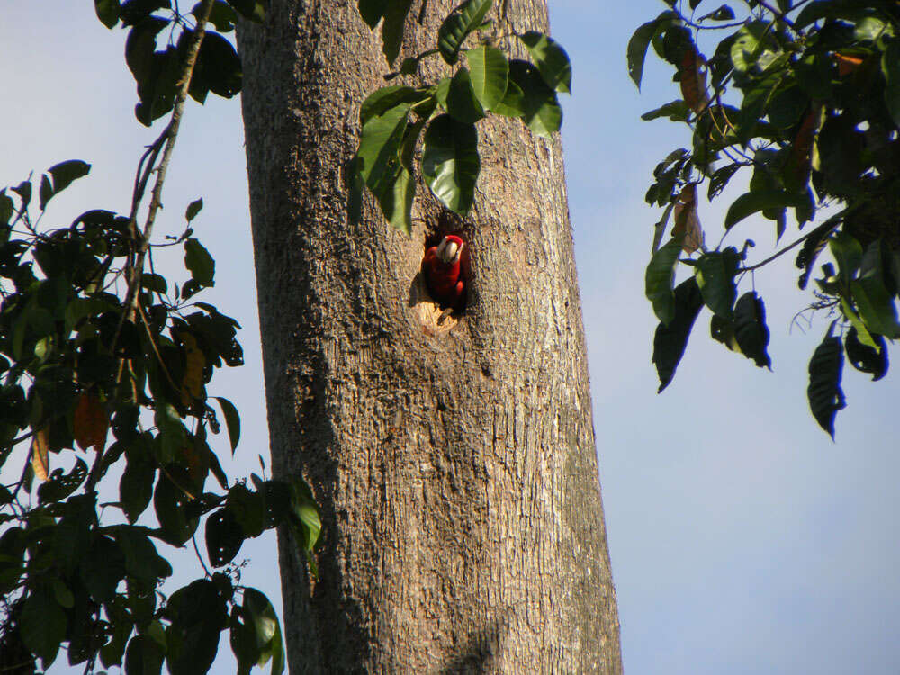 Imagem de Lecythis mesophylla S. A. Mori