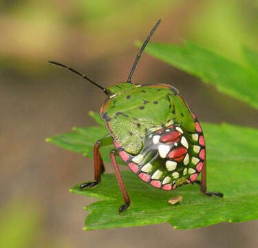 Image of Southern green stink bug