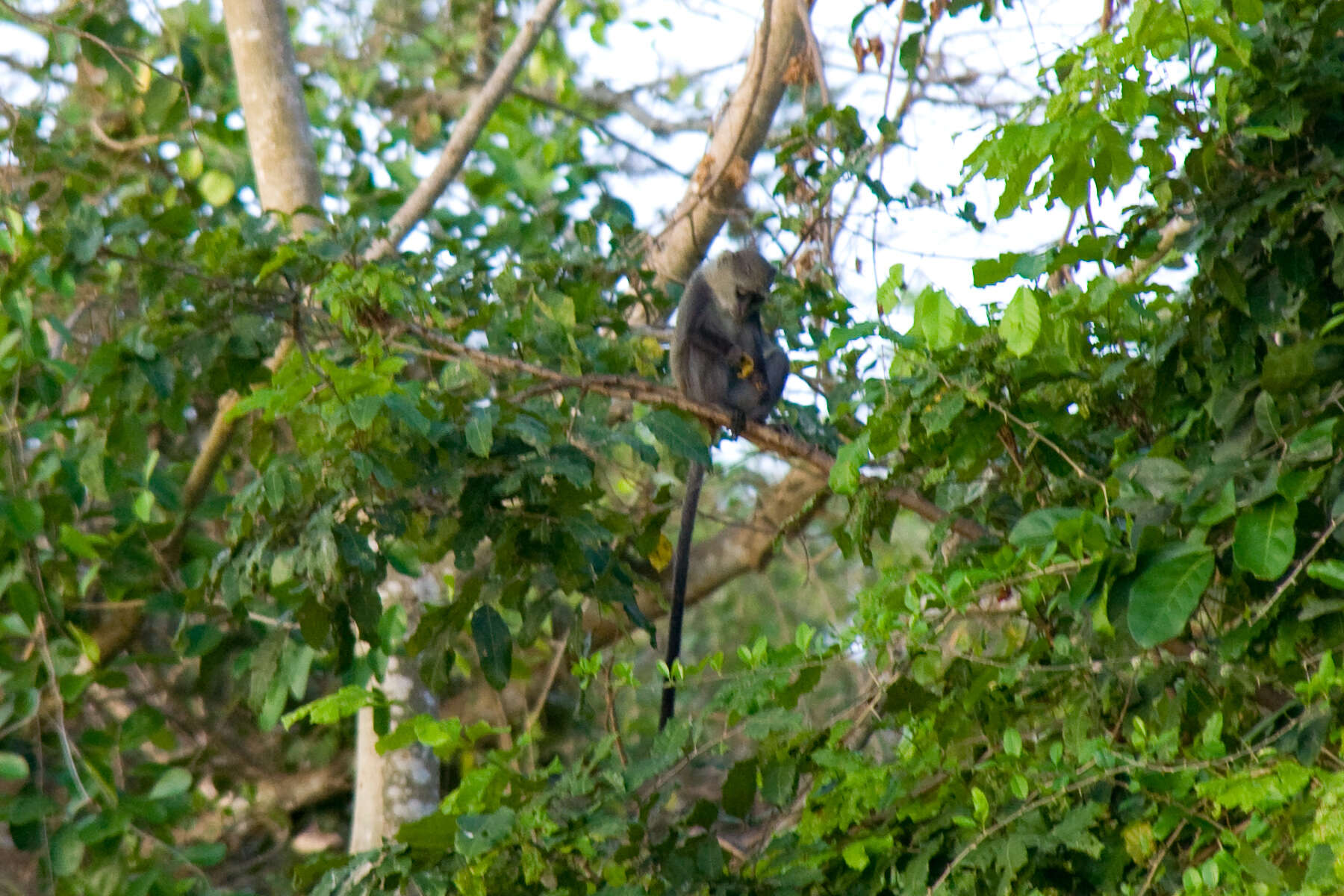 Image of Guenon