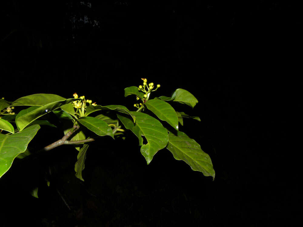 Image of Tovomita longifolia (L. C. Rich.) Hochr.