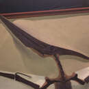 Image of Pteranodon ingens