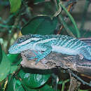 Image of Anolis smallwoodi Schwartz 1964