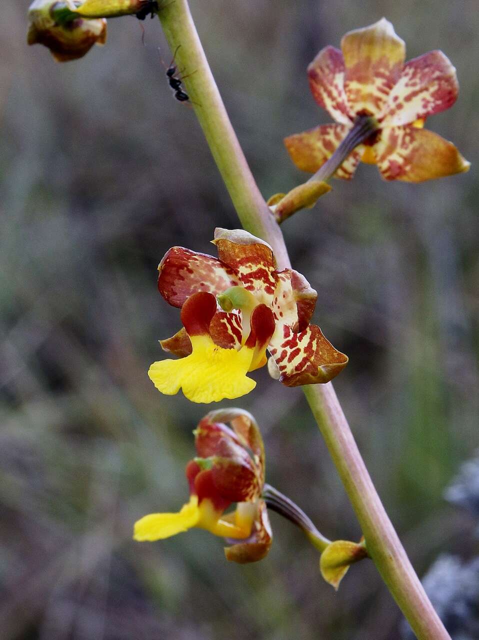 Imagem de Cyrtopodium eugenii Rchb. fil. & Warm.