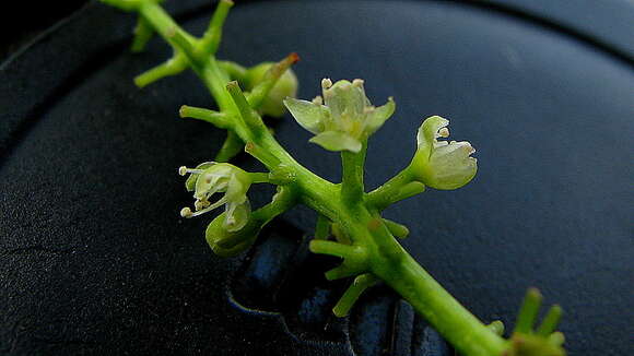 Image of Coccoloba oblonga Lindau