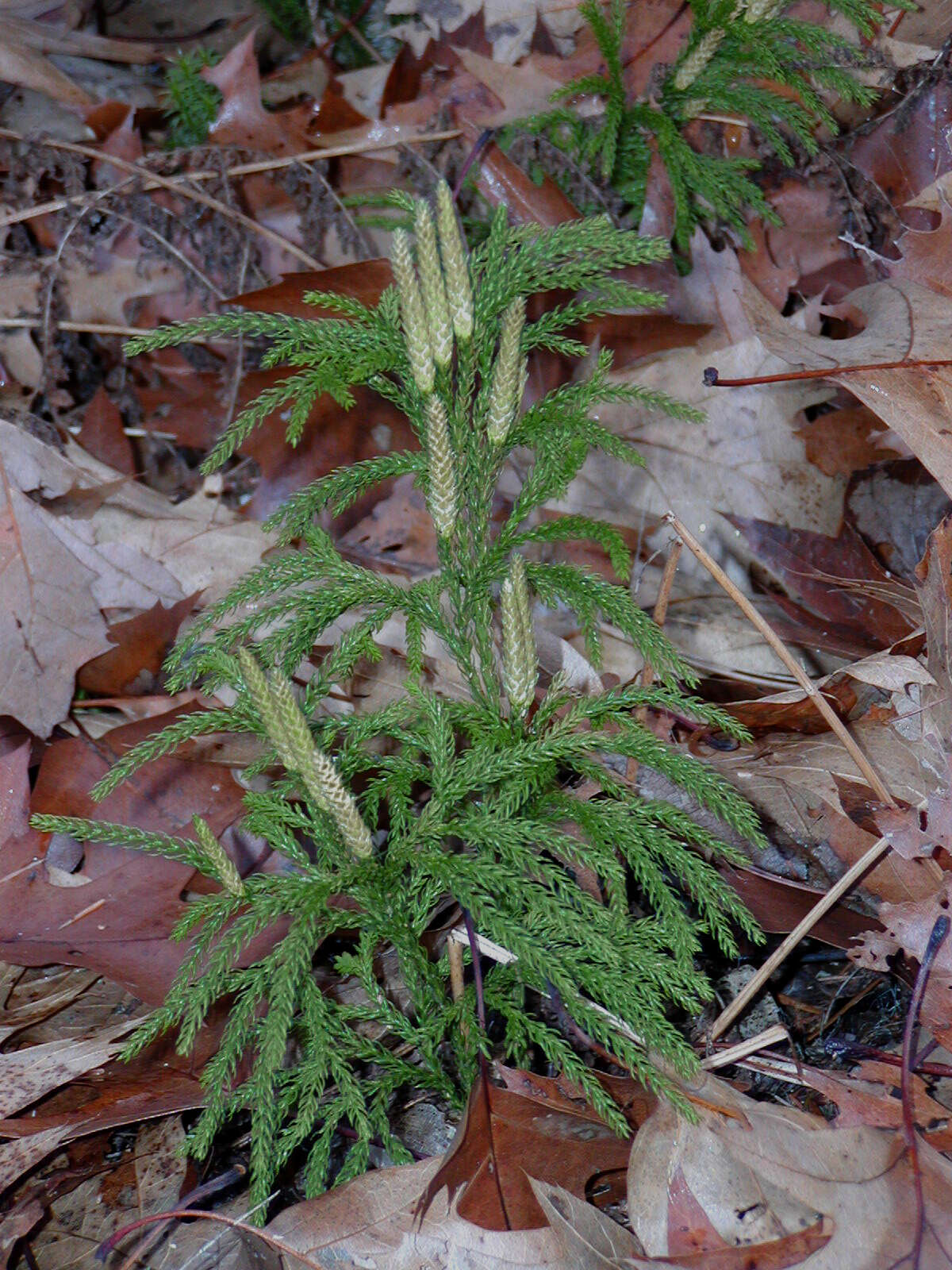 Image of Dendrolycopodium