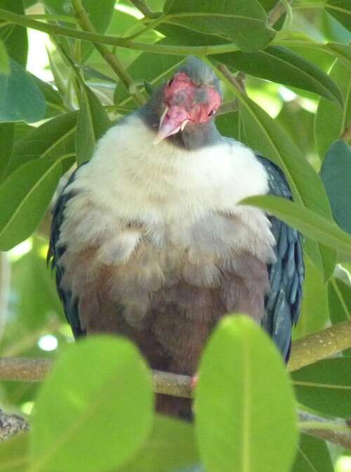 Image of Mountain pigeon