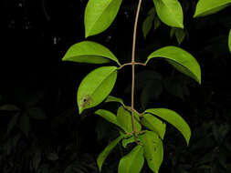 Image of Dolichandra steyermarkii (Sandwith) L. G. Lohmann