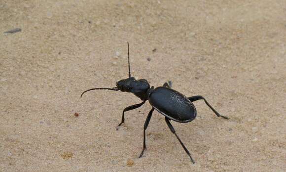 Image of Anthia (Anthia) cinctipennis Lequien 1833