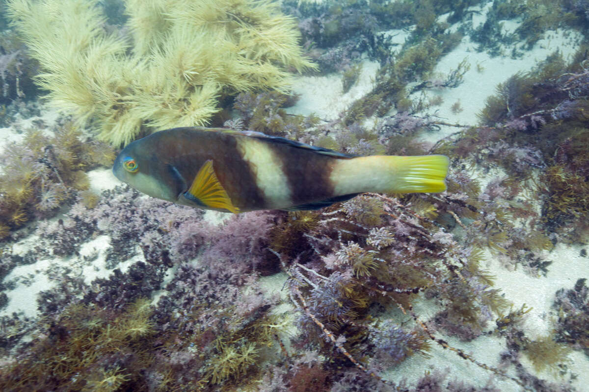 Image of Blue-throated parrotfish