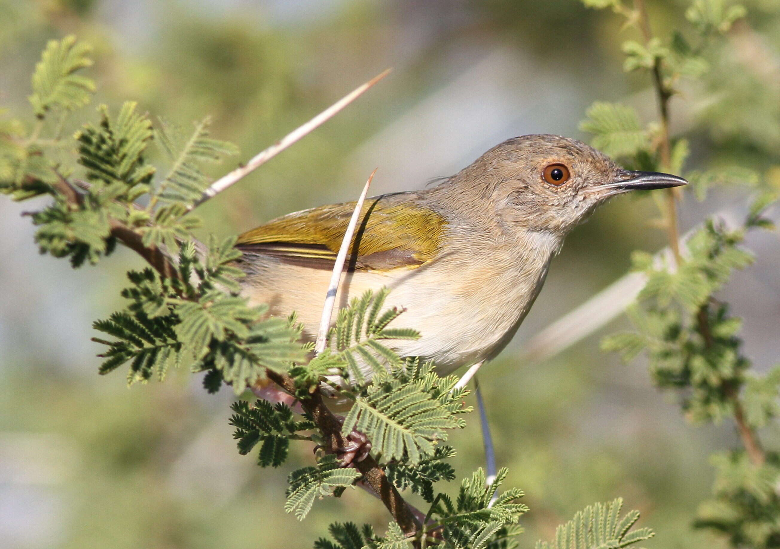 Image of Camaroptera Sundevall 1850