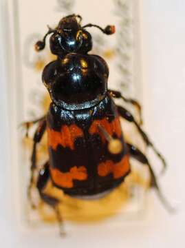 Image of Nicrophorus (Nicrophorus) obscurus (Kirby 1837)