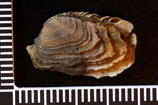 Image of irus clam