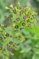 Image of Albanian spurge