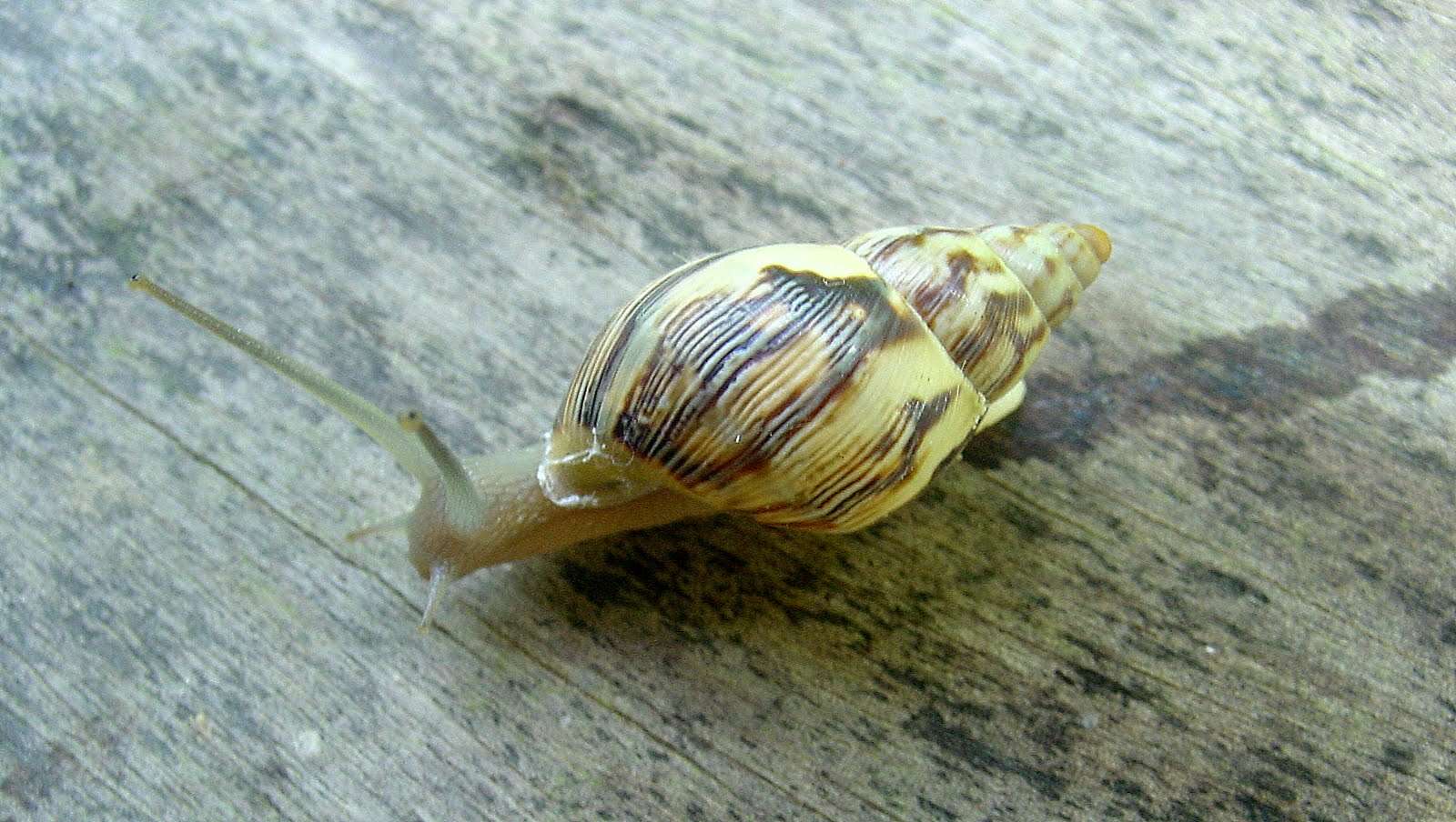 Image of Bulimulidae