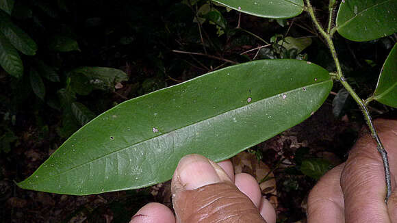 Image of Guatteria macropus Mart.