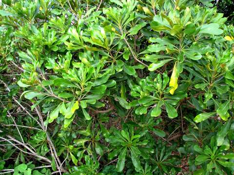 Image of Koolau Range Cheesewood