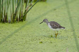 Image of Tringa Linnaeus 1758