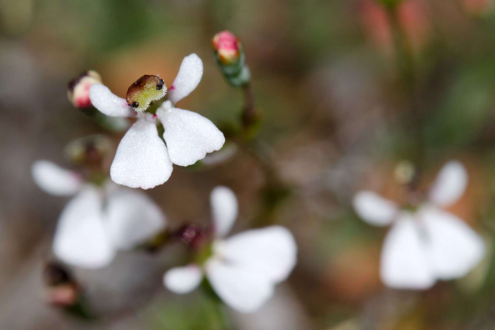 Sivun Stylidium obtusatum var. rubricalyx (R. Erickson & J. H. Willis) Carlq. kuva