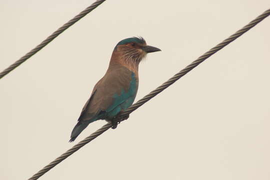 Image of Indian Roller