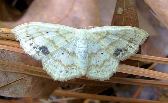 Image of Large Lace-border