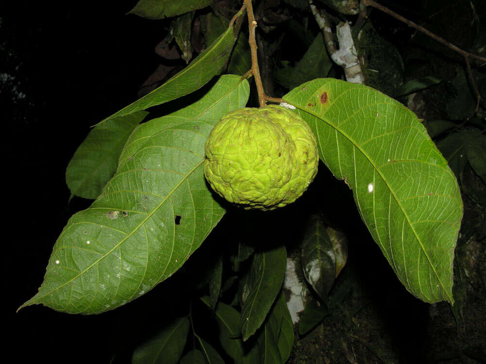 Слика од Batocarpus costaricensis Standl. & L. O. Williams