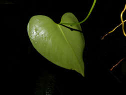 Philodendron microstictum Standl. & L. O. Williams的圖片