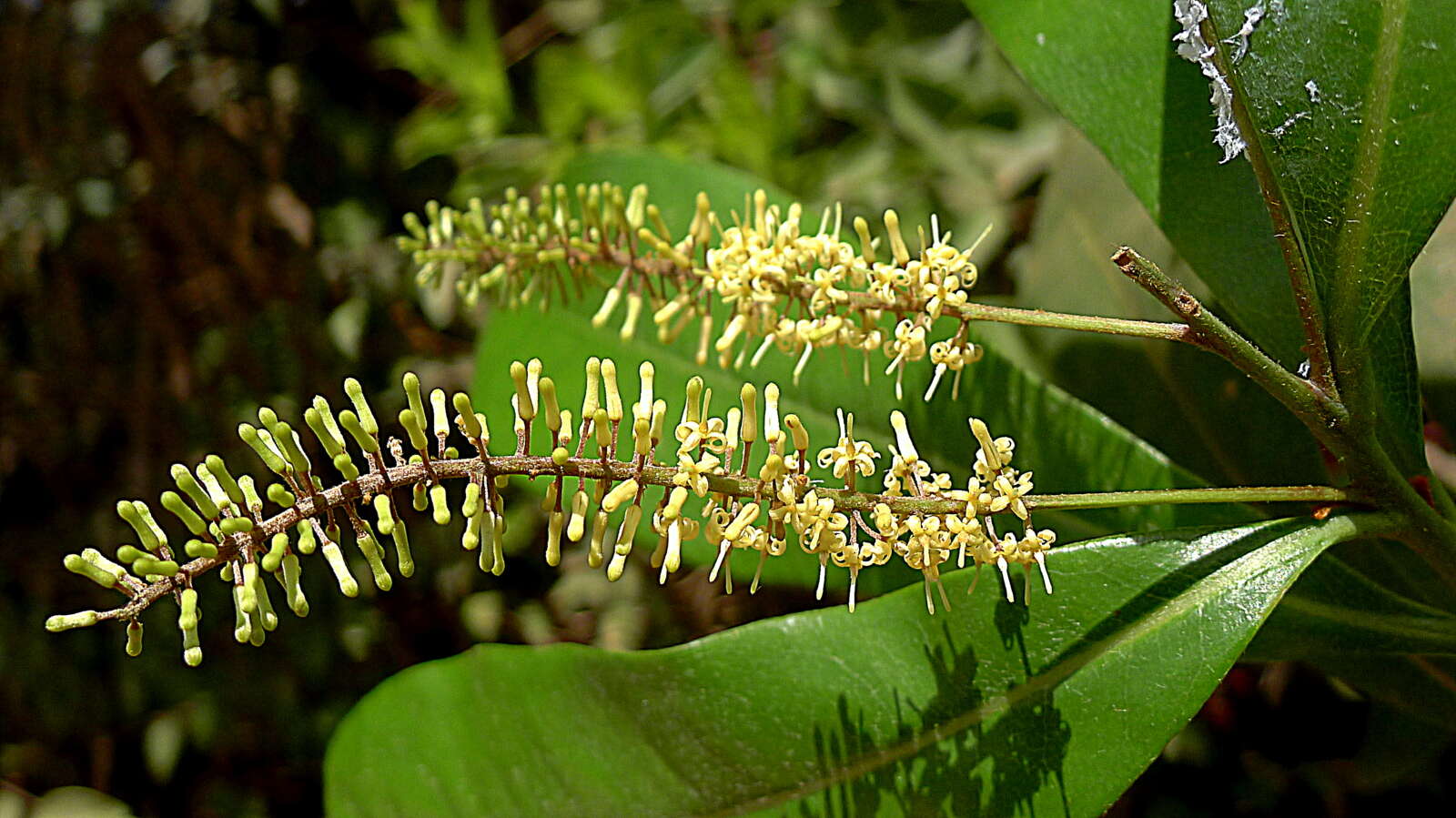 Слика од Panopsis magnifructa Prance