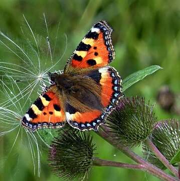 Plancia ëd Aglais urticae Linnaeus 1758