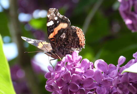 Image of Red Admiral