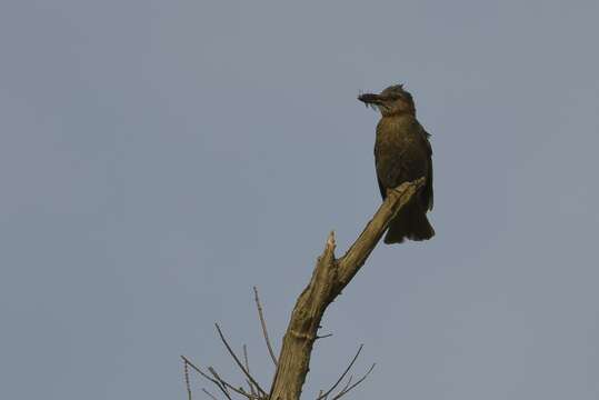 Image of Brown-eared Bulbul