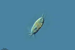 Ciliophora resmi