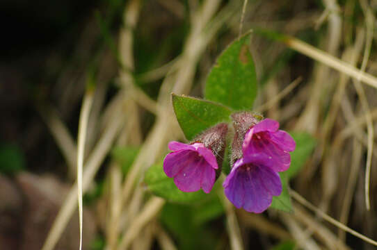 Pulmonaria affinis Jordan resmi