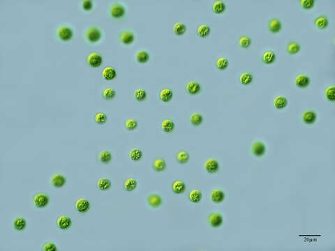 صورة Chlorophytina