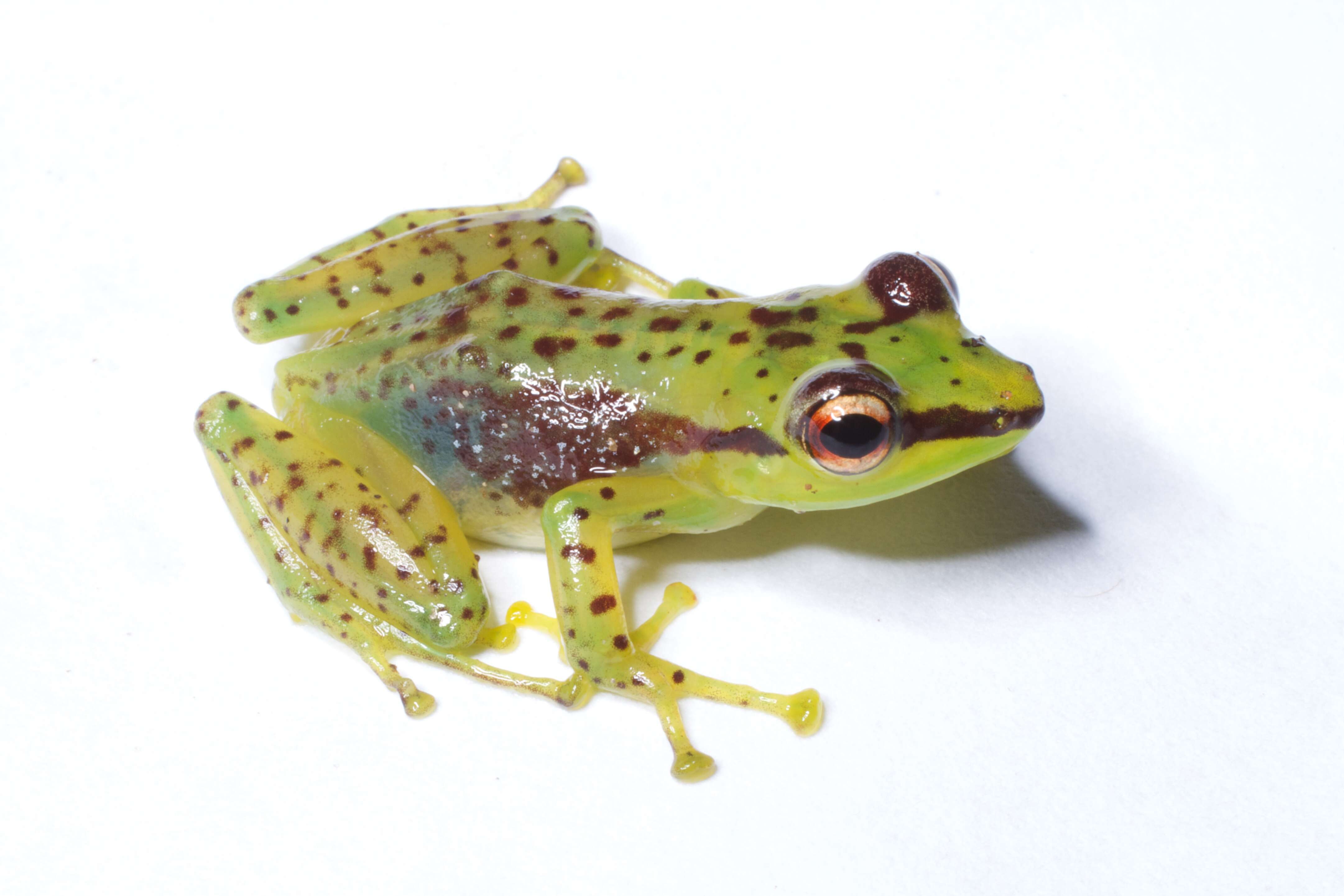 Image of Tsarafidy Madagascar Frog