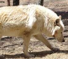 Image of Arctic wolf