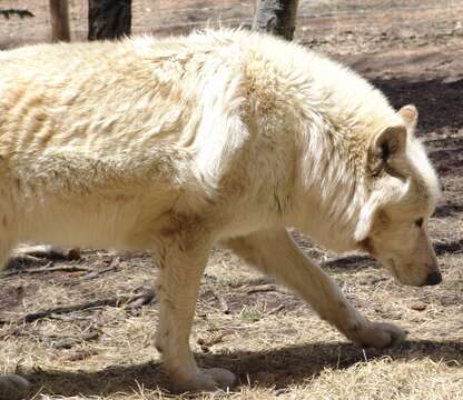 Image of Arctic wolf