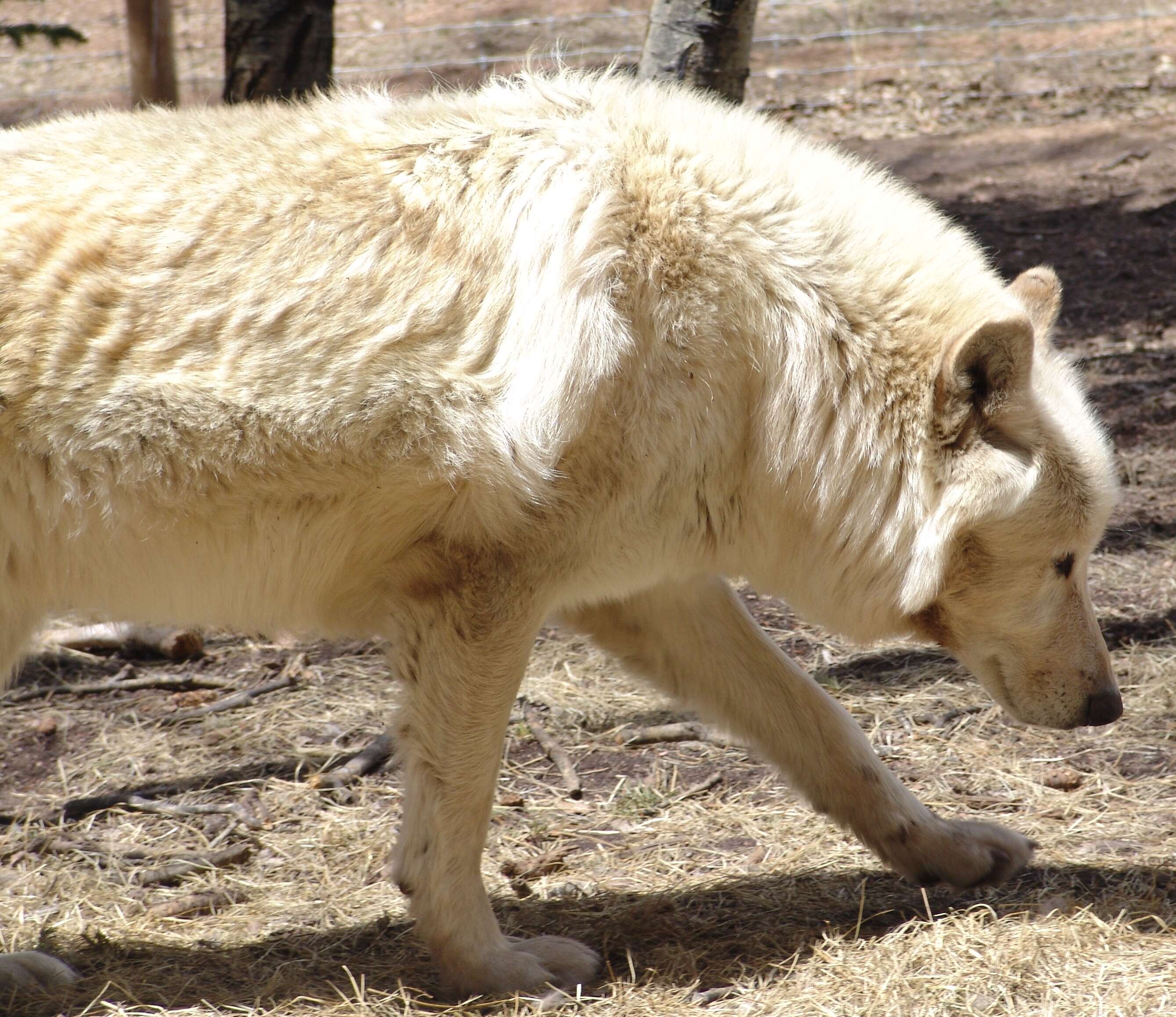 Imagem de Canis lupus arctos Pocock 1935