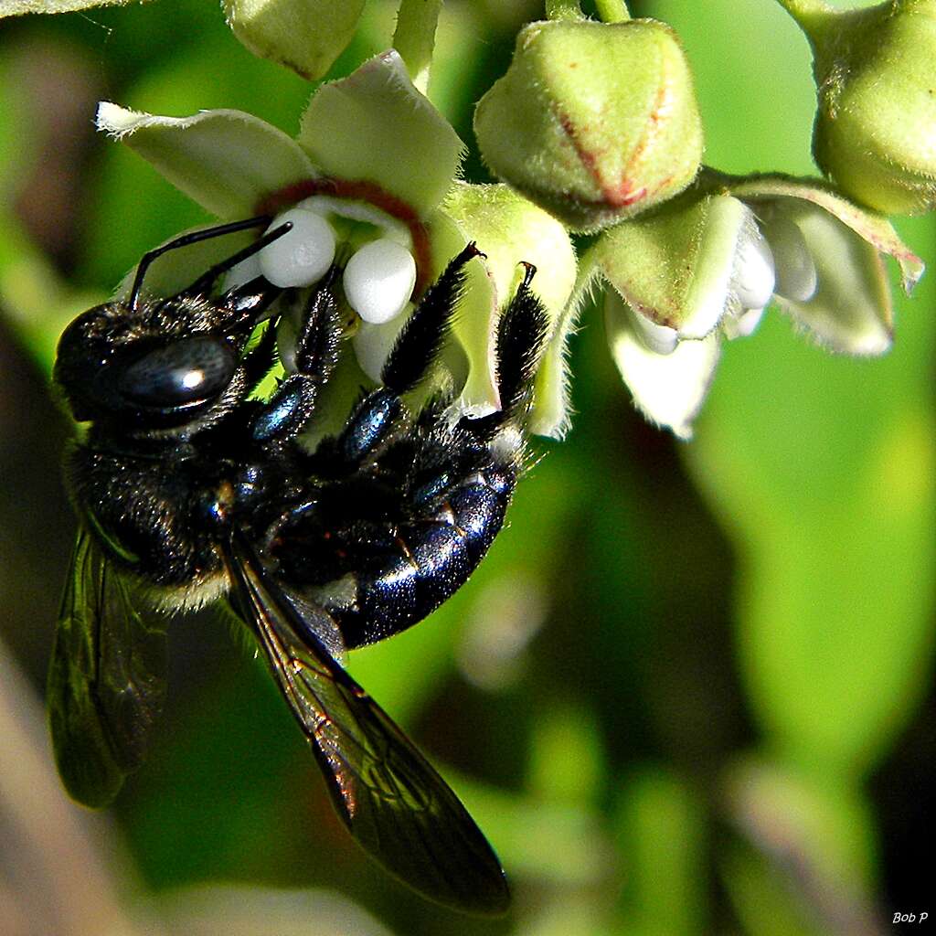 Image of carpenter bee
