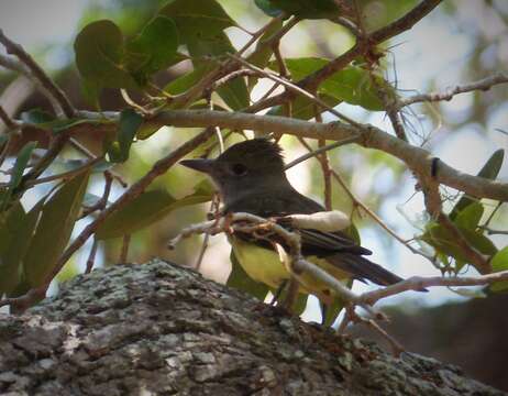 Image of Myiarchus Cabanis 1844