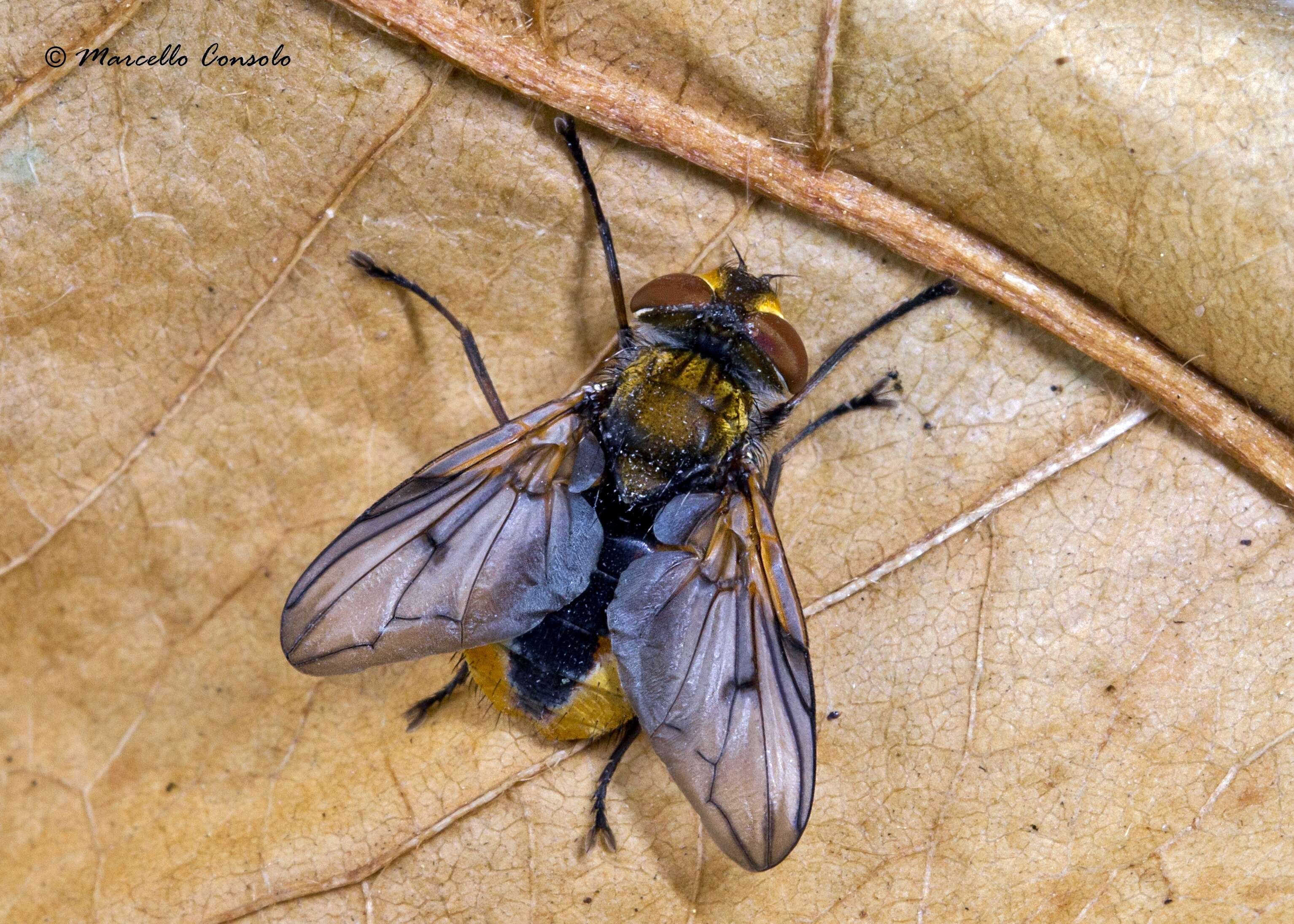 Image of Ectophasia crassipennis (Fabricius 1794)