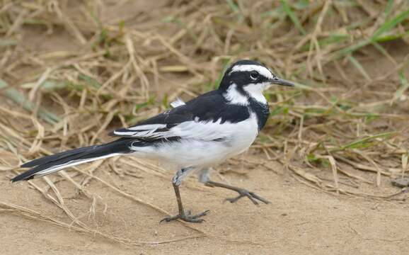 Image of African Pied Wagtail