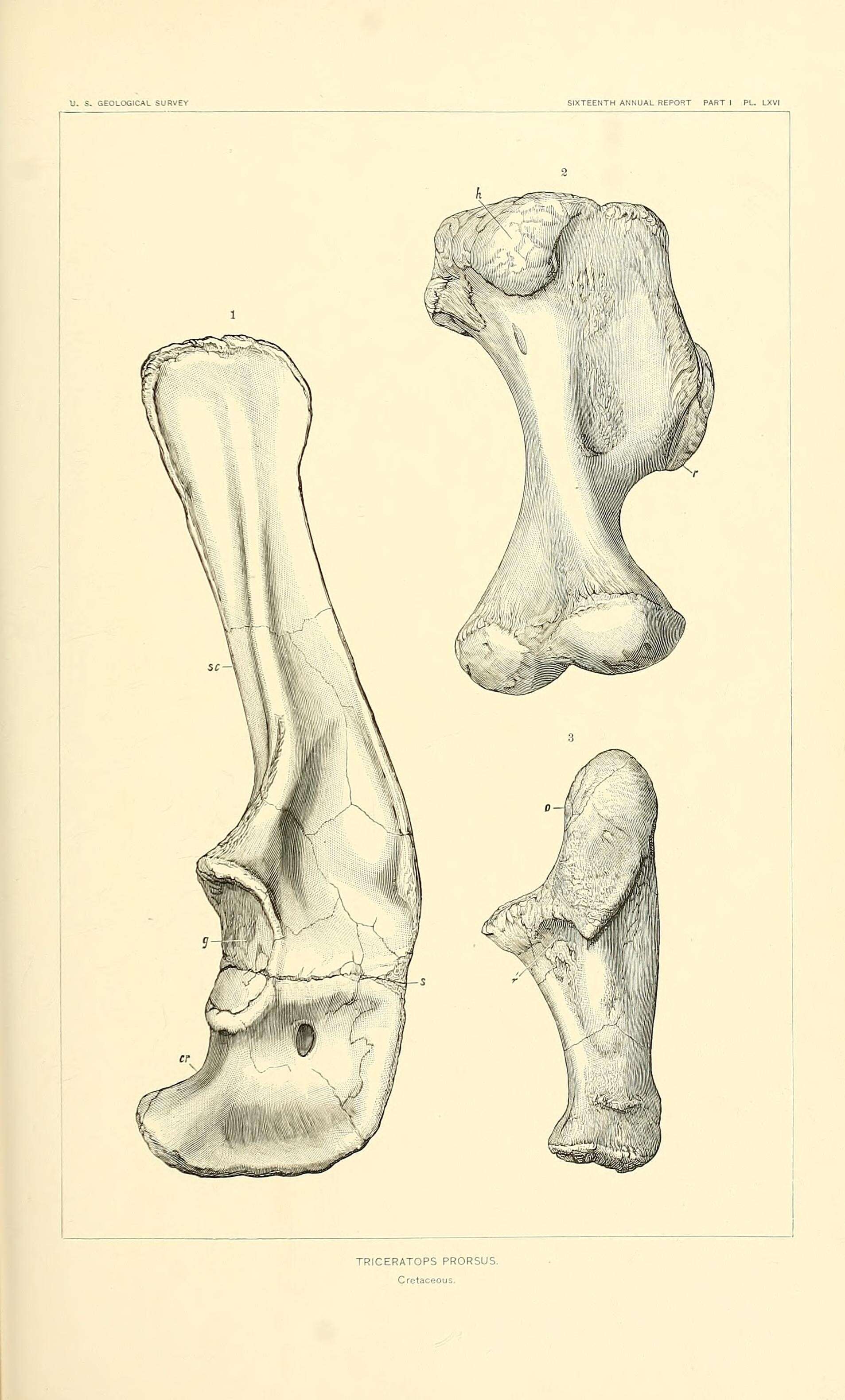 Image of Triceratops prorsus (Marsh 1890)