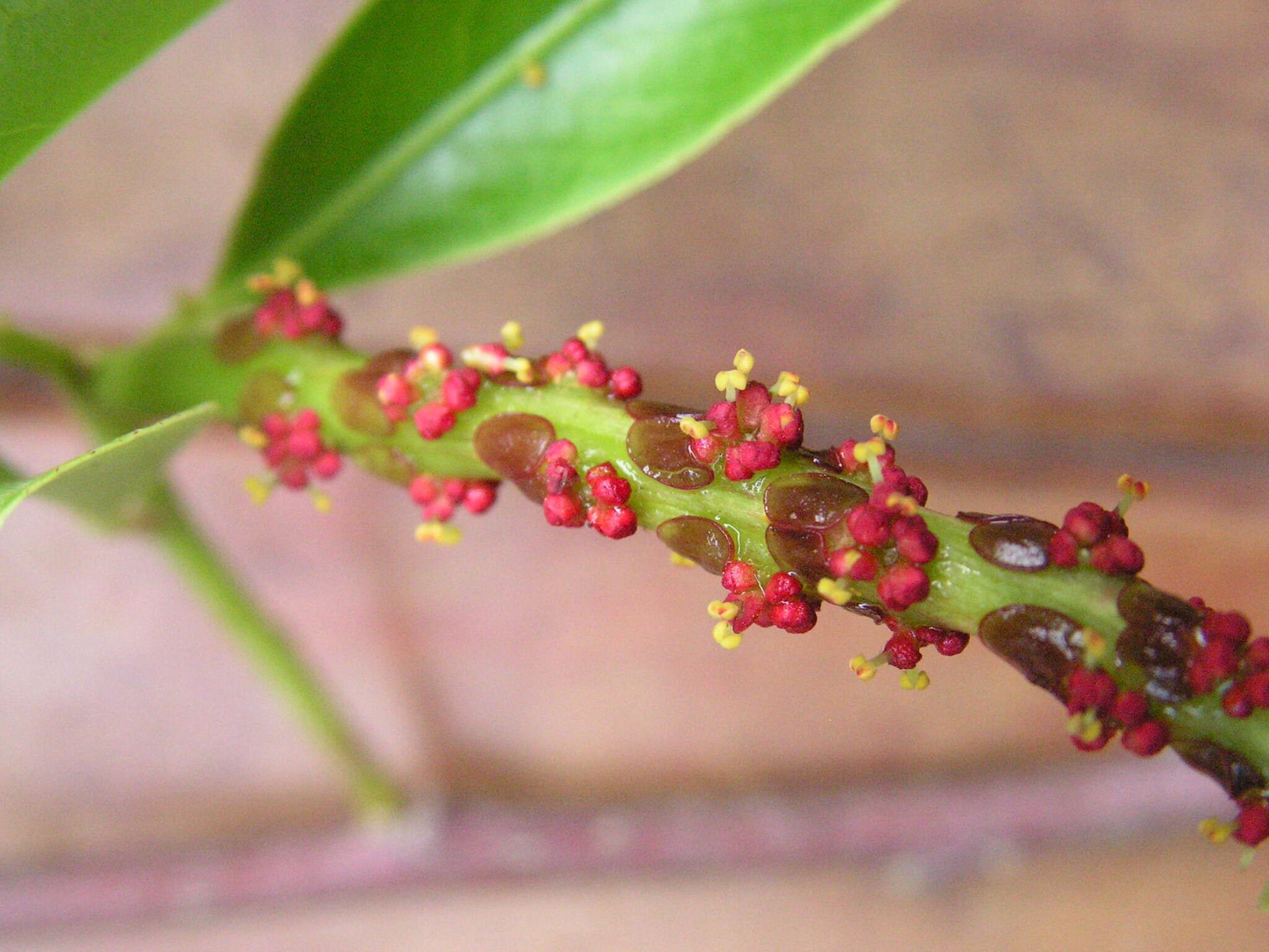 صورة Sapium glandulosum (L.) Morong