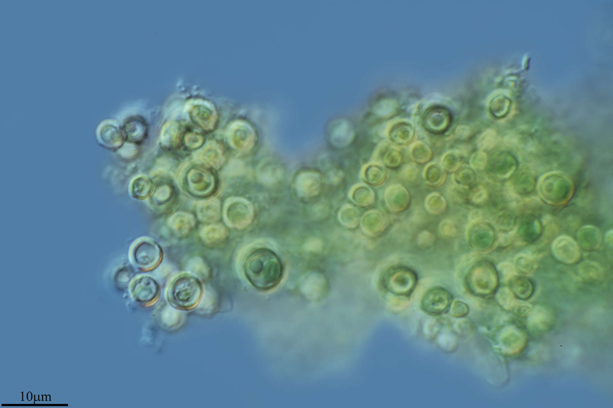 Image of Algae