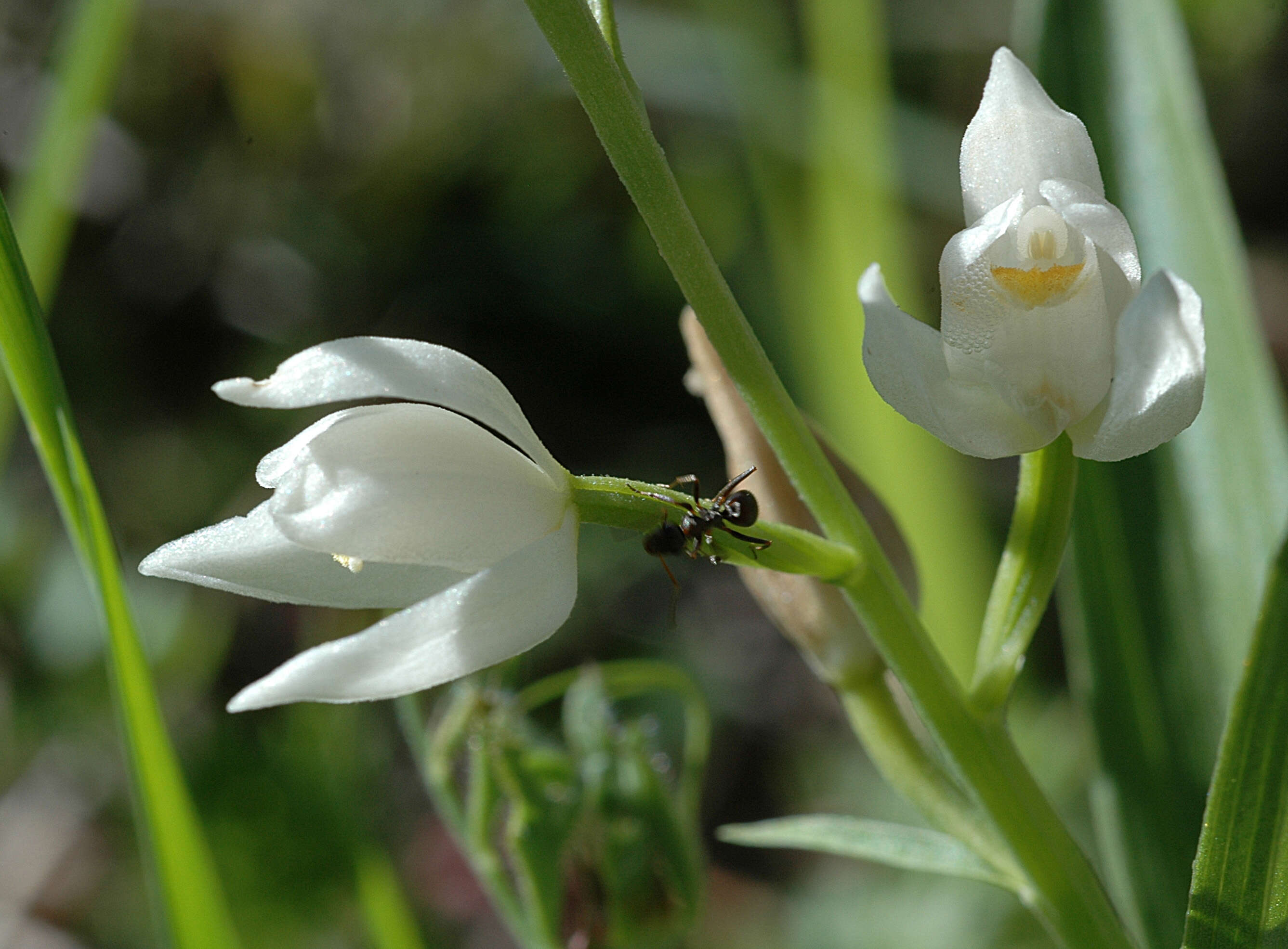 Image of Sword-leaved helleborine