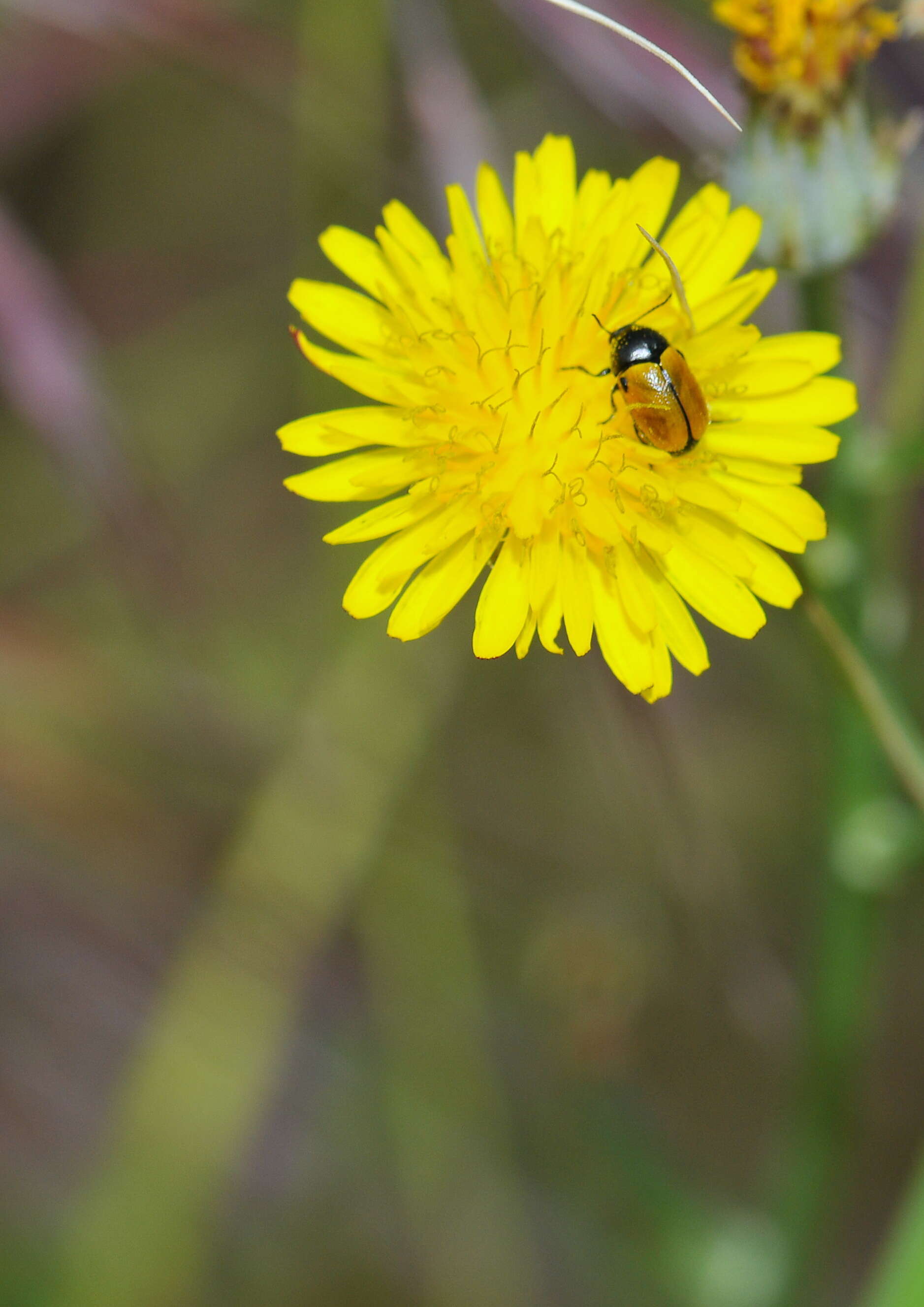 Cryptocephalus rugicollis resmi