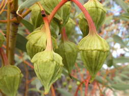 Imagem de Eucalyptus pyriformis Turcz.