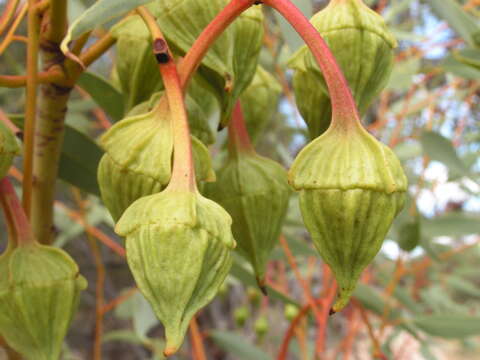 Imagem de Eucalyptus pyriformis Turcz.