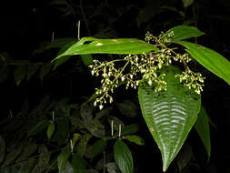 Image of Conostegia dissitiflora (Almeda) Kriebel